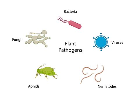 does mycoplasma survive autoclave|Plants Get Sick Too An Introduction To .